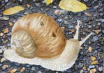 macro, snail, asphalt, light, original watercolor painting, gabetta